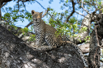Leopard cub in the tree hiding for a hyena in Sabi Sands Game Reserve in the greater Kruger region in South Africa 