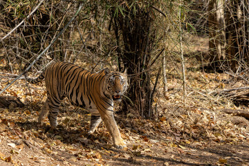 Tiger, Bengal Tiger (Panthera tigris Tigris), hanging around in Bandhavgarh National Park in India
