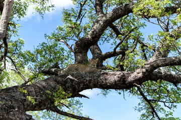 Leopard cub in the tree hiding for a hyena in Sabi Sands Game Reserve in the greater Kruger region in South Africa 