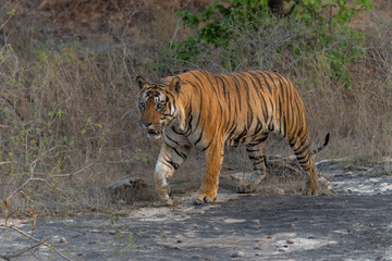 Tiger, Bengal Tiger (Panthera tigris Tigris), hanging around in Bandhavgarh National Park in India