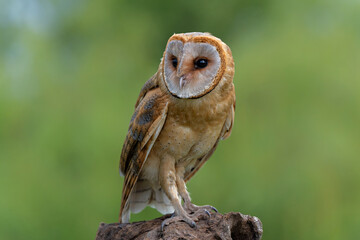 Barn Owl (Tyto alba) sitting in the meadows of Gelderland in the Netherlands  