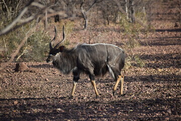 Nyala bull walking in a field