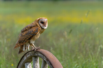 Barn Owl (Tyto alba) sitting in the meadows of Gelderland in the Netherlands  