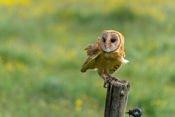 Barn Owl (Tyto alba) sitting in the meadows of Gelderland in the Netherlands  