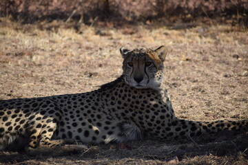 Cheetah laying around 