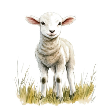 Fluffy Baby Lamb Field, watercolor drawing vector, isolated on a white background.