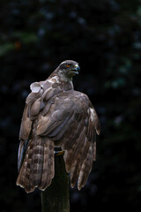 Northern goshawk (accipiter gentilis) searching for food and flying in the forest of Noord Brabant in the Netherlands