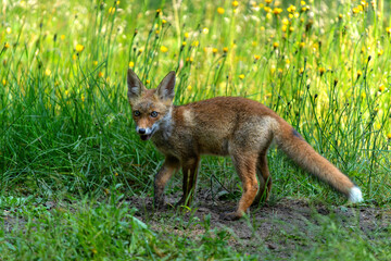 Young Red Fox (Vulpes vulpes) searching for food in the forest of Noord-Brabant in the Netherlands   