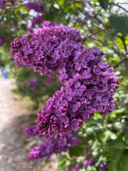 Purple lilac