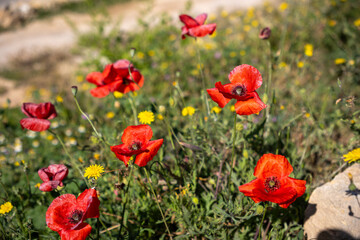 Wild red poppy among blooming flowers in Valderrobres, Matarraña, Spain. Vibrant spring colors and serene natural atmosphere