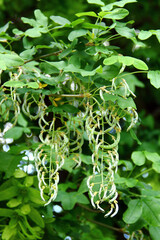 Clusters of Twisted Seed Pods Hanging from a Gymnocladus dioicus Tree Branch in Summer Foliage