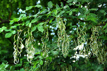 Clusters of Twisted Seed Pods Hanging from a Gymnocladus dioicus Tree Branch in Summer Foliage