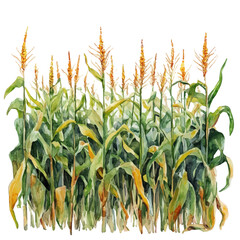 watercolor of Field Of Corn Colors, vector, isolated on a white background.