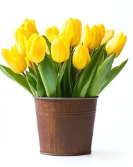 Bouquet of yellow tulips in a brown metal pot against a white background