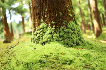 Close-up da base de árvore coberta por musgo verde vibrante, Açores Portugal