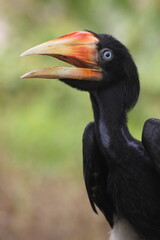 Fototapeta premium bird, hornbill, photo of a hornbill in the natural forest of Kalimantan, Indonesia