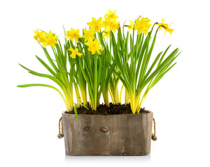 Spring flowers narcises in wooden pot. Gardening floriculture farming. Still life with yellow lent lily, isolated on white background.