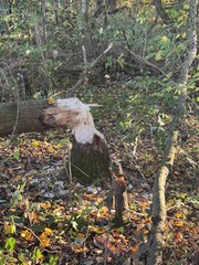 stump in the forest cut by a beaver