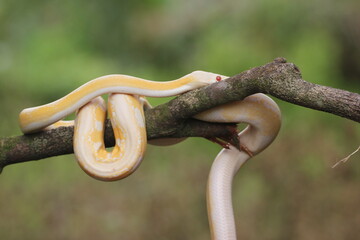 snake, python, albino python, photo of an albino python perched on a tree branch