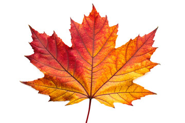Fototapeta premium Vibrant Autumn Maple Leaf Isolated on White Background