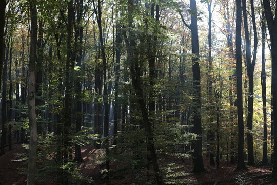 forest in the morning