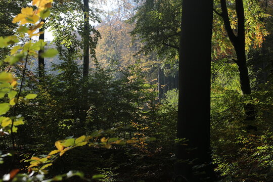 sun rays in the forest - Powered by Adobe