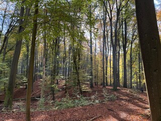 footpath in the woods