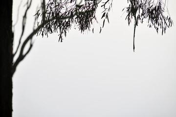 misty morning in the forest