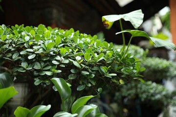Obraz premium Beautiful plant with green leaves outdoors, closeup