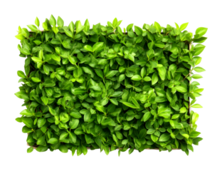 Lush greenery wall display indoor nature decor vibrant plant arrangement aesthetic environment isolated on transparent background
