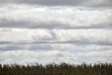 typical cloudy day in Queensland