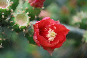 Cactus red flower. High quality photo