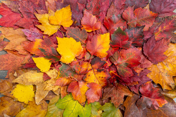 A colorful mix of fall leaves with subtle spacing and soft textures, providing an inviting seasonal composition.