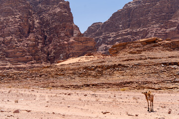 Desert Landscape: A vast, arid desert landscape stretches under a clear blue sky, with towering rock formations framing the horizon, capturing the desolate beauty of the environment.