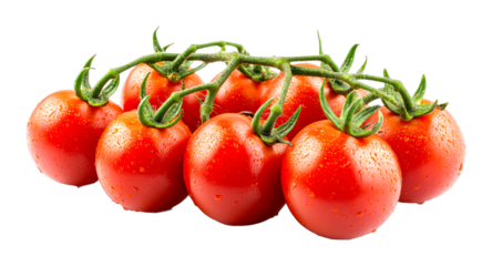 Harvesting fresh tomatoes local farm food natural setting isolated on transparent background