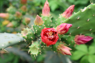 Cactus red flower. High quality photo