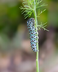 Swallowtail Caterpillar on the Verge of Transformation