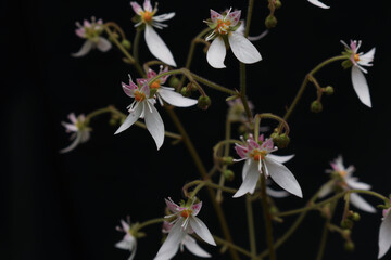 Obraz premium 黒背景のユキノシタの花