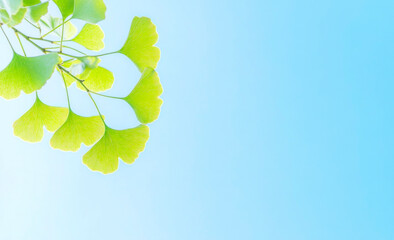 young light green leaves of ginkgo biloba, against a blue sky background. Sunlight breaks through the foliage background is a place for text