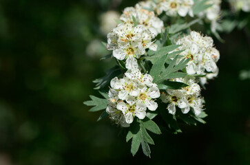 Hawthorn Crataegus monogyna Alba Plena blooming in the garden