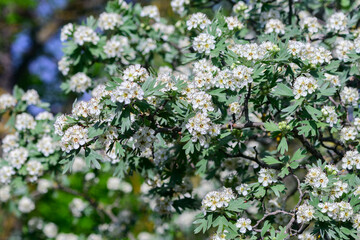 Hawthorn Crataegus monogyna Alba Plena blooming in the garden
