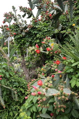 Cactus red flower. High quality photo