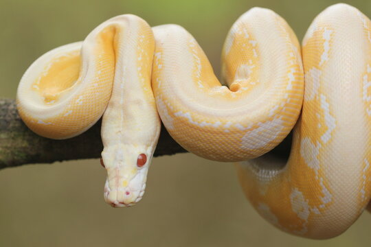 snake, python, albino python, photo of an albino python perched on a tree branch