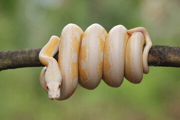 snake, python, albino python, photo of an albino python perched on a tree branch