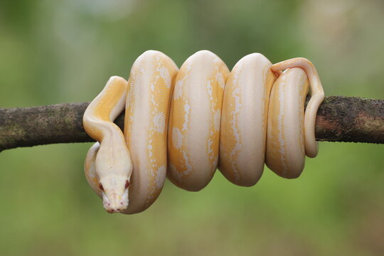 snake, python, albino python, photo of an albino python perched on a tree branch