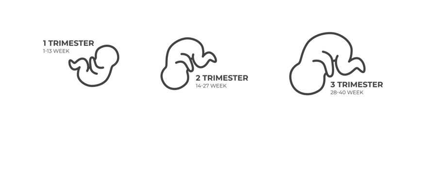 Fetal development icons showing pregnancy stages in outline vector style. Child growth symbols in medical timeline graphics