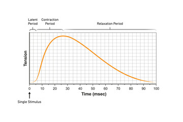 Obraz premium Myogram, Muscle Response of a Single Stimulation Science Design. Vector Illustration.