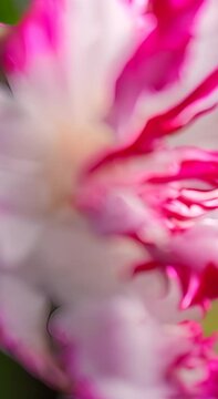 Macro time lapse blooming white Schlumberger and red Schlumbergera truncata flower (Christmas cactus or Thanksgiving cactus) 24 hours timelapse 4K vertical