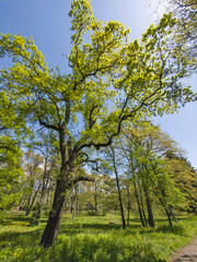 Borisova gradina (Boris Garden) in city of Sofia, Bulgaria