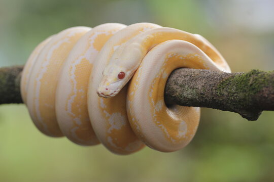 snake, python, albino python, photo of an albino python perched on a tree branch